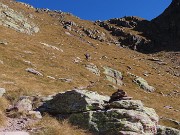 PIETRA QUADRA (2376 m) colorata d’autunno dalle Baite di Mezzeno-4nov24 -  FOTOGALLERY